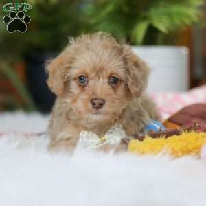 Parker, Yorkie Poo Puppy